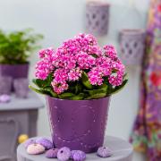 Kalanchoe Goodie® 'Purple White'