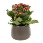Kalanchoe Goodie® 'Red'