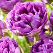 Tulpaner 'Exquisit’