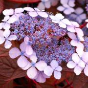 Purpurhortensia ‘Indian Summer’ Purpurhortensia ‘Indian Summer’