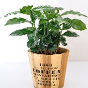 Kaffeplanta med träkruka 'Nairobi'