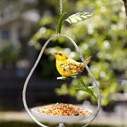 Päronformat fågelbord