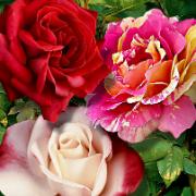 Kollektion med Bakkers storblomstrande rosor 'Berlijn'