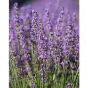 Trädgårdsmålning - Lavendel