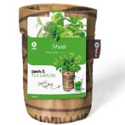 Ekologiskt mintte odlingsset