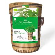 Ekologiskt citronmelisste odlingsset