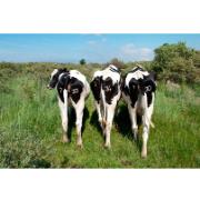 Trädgårdsmålning - Kor