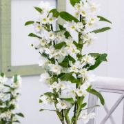 Orkidé ‘Spring Dream Apollon’ 