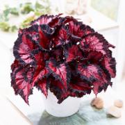 Beleaf® Begonia 'Inca Night'