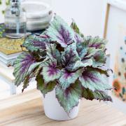 Beleaf® Begonia 'Morning Dew'