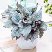 Beleaf® rexbegonia 'Yukon Frost'®