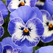 Viol Sorbet® ‘XP Delft Blue' F:1 hybrid