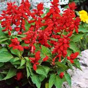 Fröband praktsalvia 'Red'