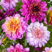 Anemonblomstrande dahlior mix