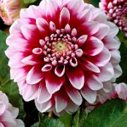 Dahlia 'Edinburgh'