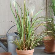Prydnadsgräs Foxtail, höjd 81 cm - Konstväxt