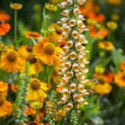 Brun fingerborgsblomma