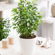 Benjaminfikus 'Natasja'