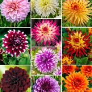 Kollektion av dekorativa- och kaktusdahlior