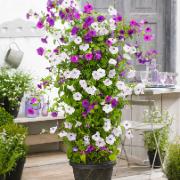 Petunia ‘Tickled' mix