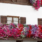 Petunia AlpeTunia® mix