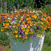 Calibrachoa och Lobelia 'Spring Valley' mix