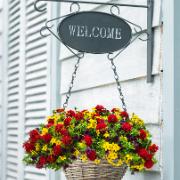 'Crazy Cocktail' mix -  Verbena/Bidens/Calibrachoa