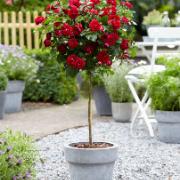 Stamros 'Nina Weibull'