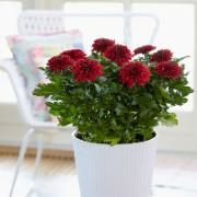 Krysantemum Chrysanne® 'Zembla Red'