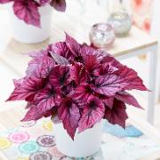 Beleaf® rexbegonia