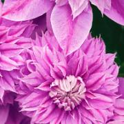 Klematis 'Josephine'