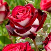 Storblomstrande Ros 'Osiria'