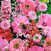 Frömatta för en rosa rabatt