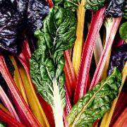 Mangold 'Bright Lights Mix'  fröband