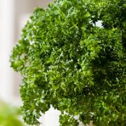 Fröskivor Persilja 'Bravour'