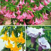 Kombinationserbjudande:
Änglatrumpeter i gult, rosa och purpur