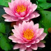 Näckros 'Hollandia'