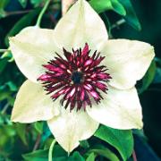 Klematis 'Viennetta'