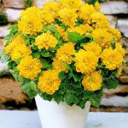 Terrassdahlia 'München'