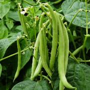 Salladsböna 'Maxi’