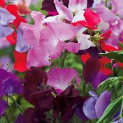 Ettårig luktärt 'Spencer' Mix