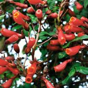 Fackelranka 'Tresco Rose'