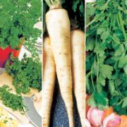 Fröband med Persilja Mix