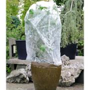 Skyddsöverdrag till stamrosor