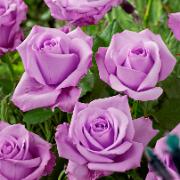 Ros 'Sterling Silver'