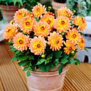 Dahlia ''Gallery ® Pablo'