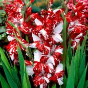 Storblommig Gladiol 'Zizanie'