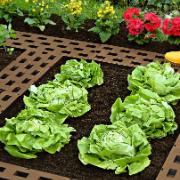 Gångplattor för rabatten