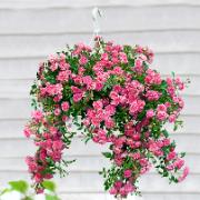 Hängrosor 'Gemma' Med Hängkruka 'Siena'