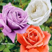 3 storblomstrande rosor 'White Symphony', 'Waltz Time' och 'Betty Uprichard'